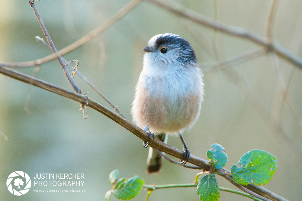 Long-tailed Tit on Twig II