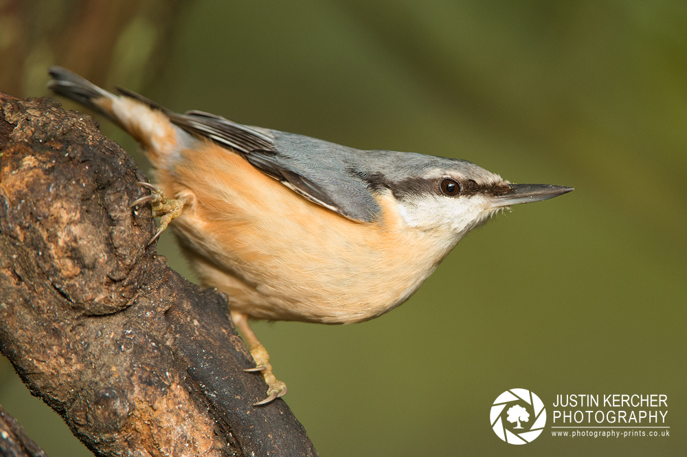 Nuthatc on Branch