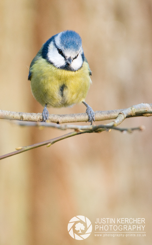 Blue Tit Perched on Branch