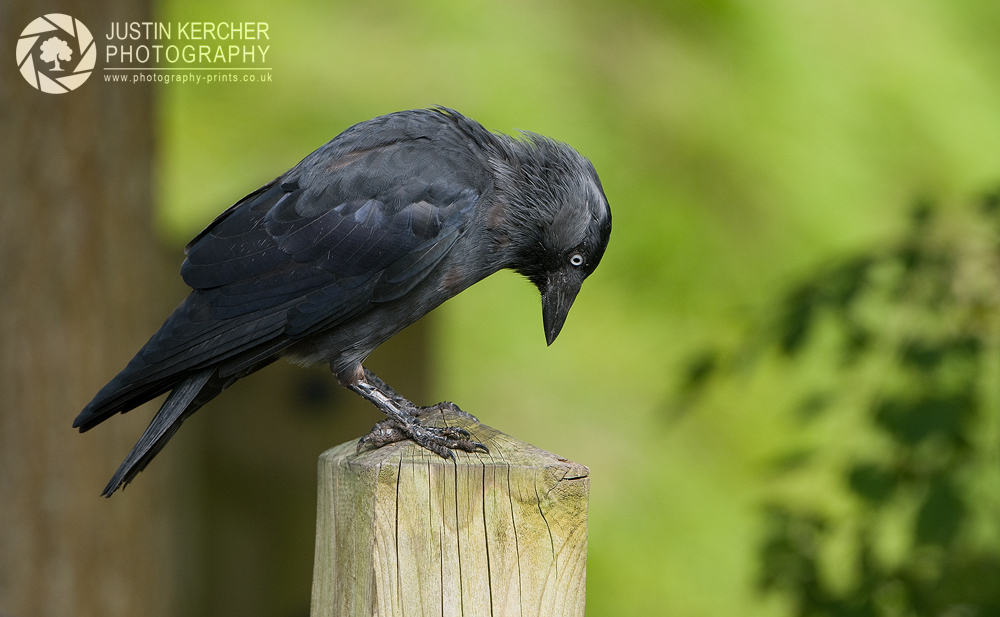 Jackdaw Perched