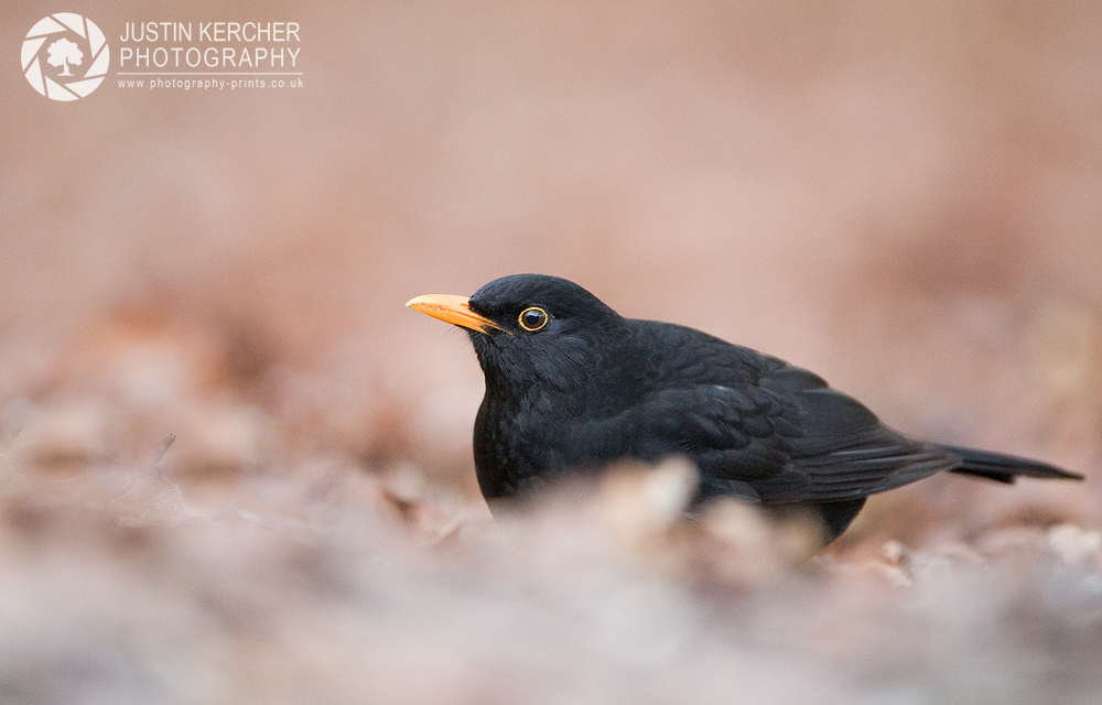 Blackbird Foraging