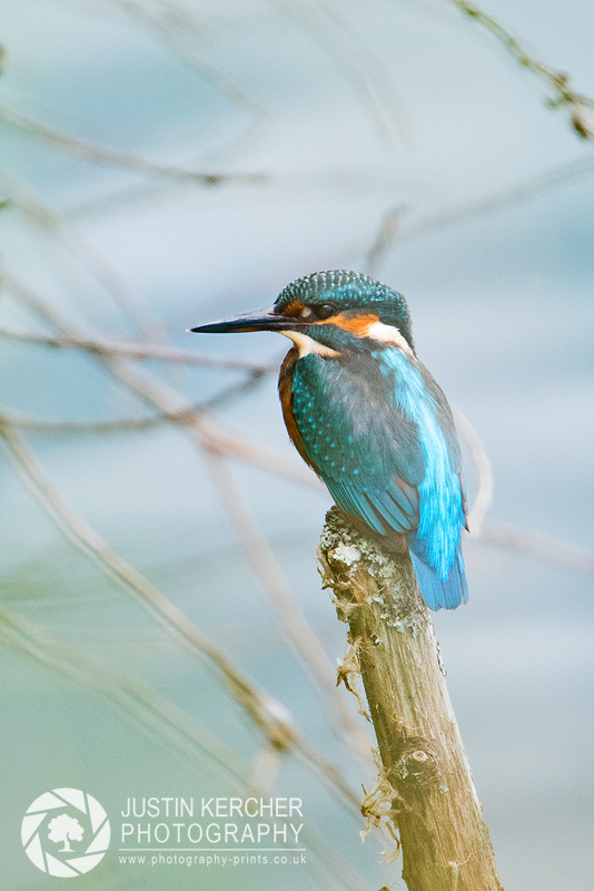 Kingfisher in Reeds