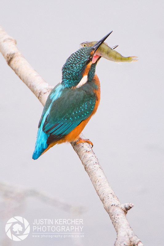 Male Kingfisher with Perch II
