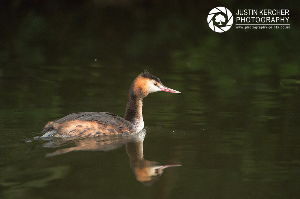 Crested Grebe Swimming Away
