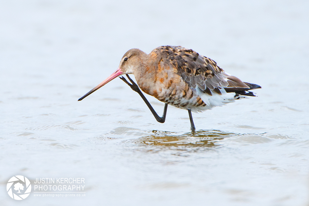 Black-Tailed Godwit Scratching