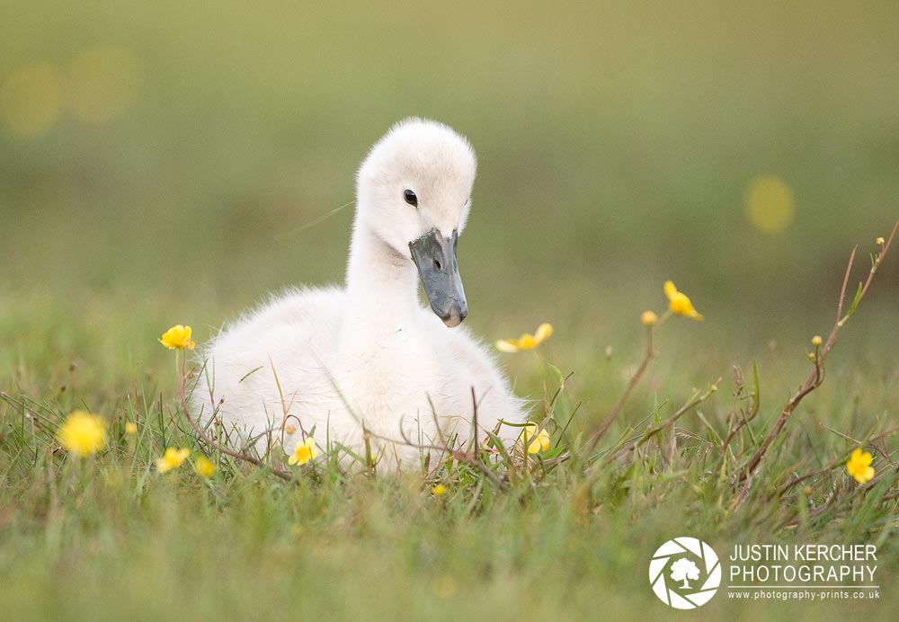 Swan Cygnet with Buttercups