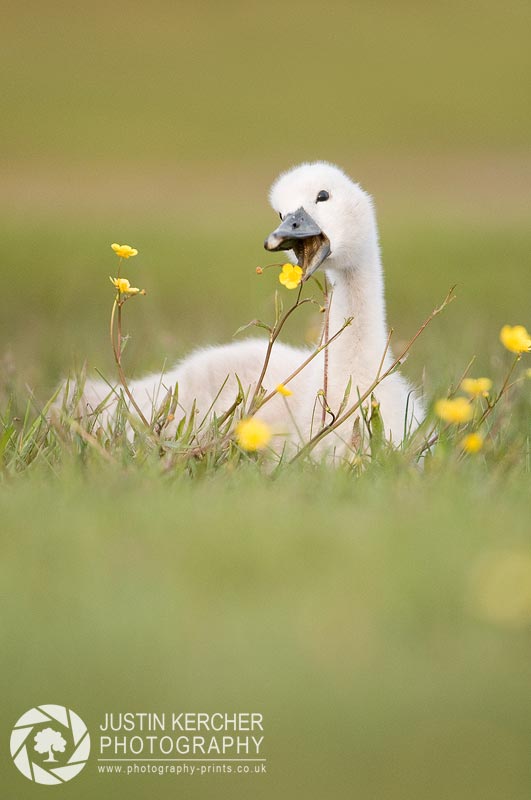 Swan Cygnet Playing with Buttercup
