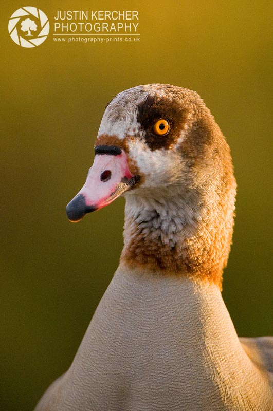 Egyptian Goose Portrait