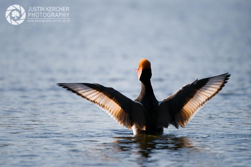 Embarcing the World - Red Crested Pochard