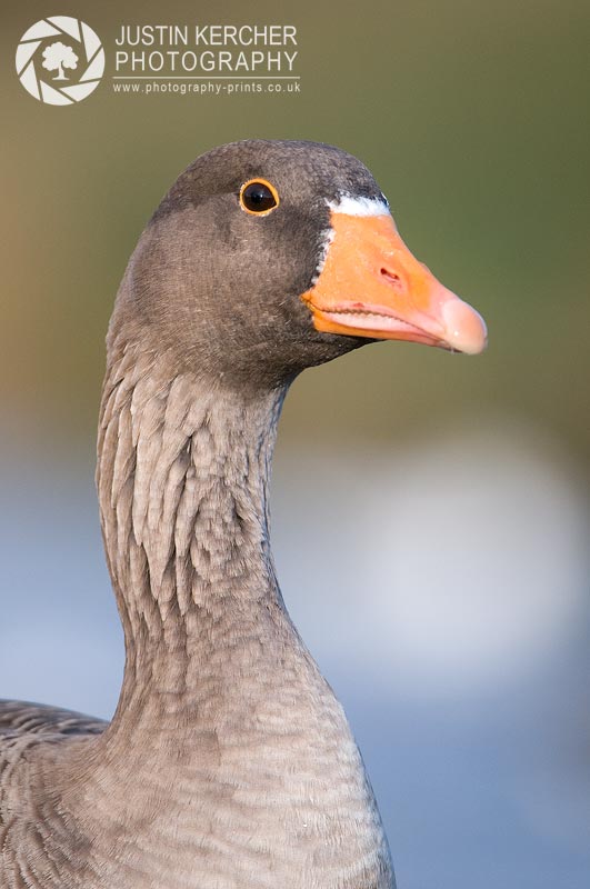 Greylag Goose Portrait