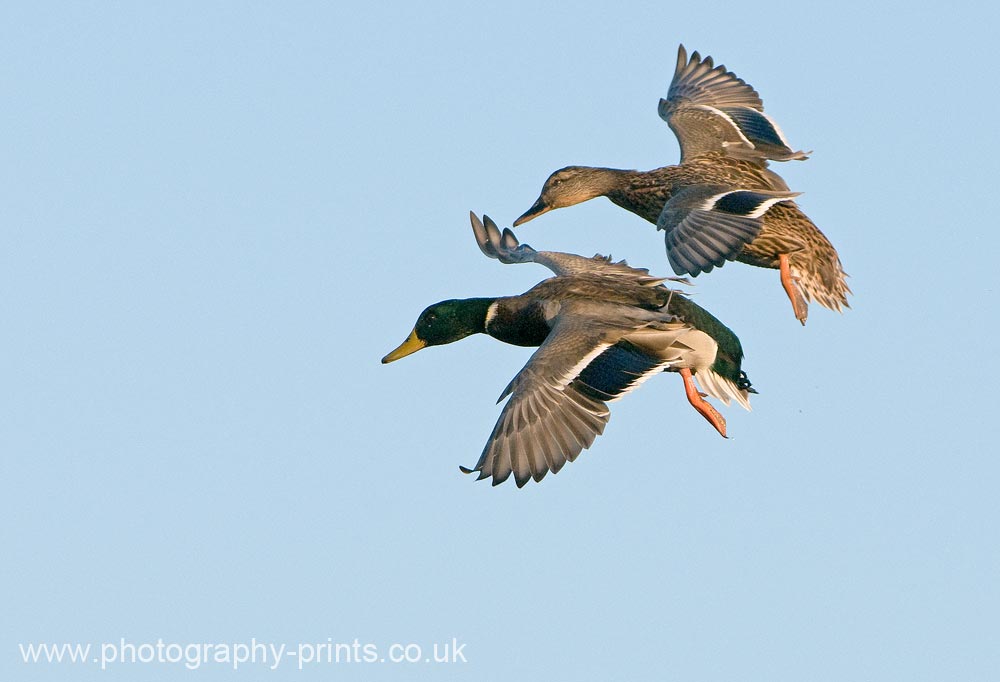 Landing Pair of Mallard Ducks