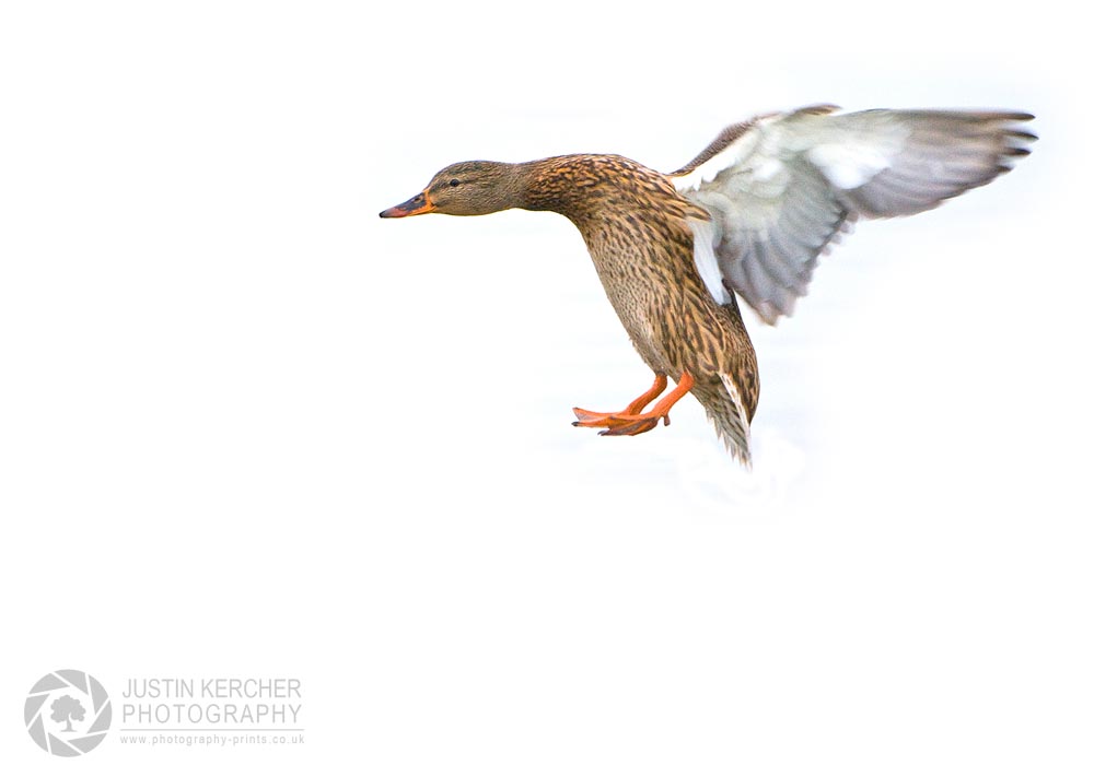 Mallard Duck Landing