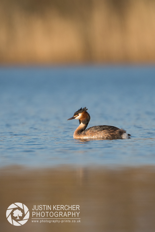 Great Crested Grebe at Testwood Lakes
