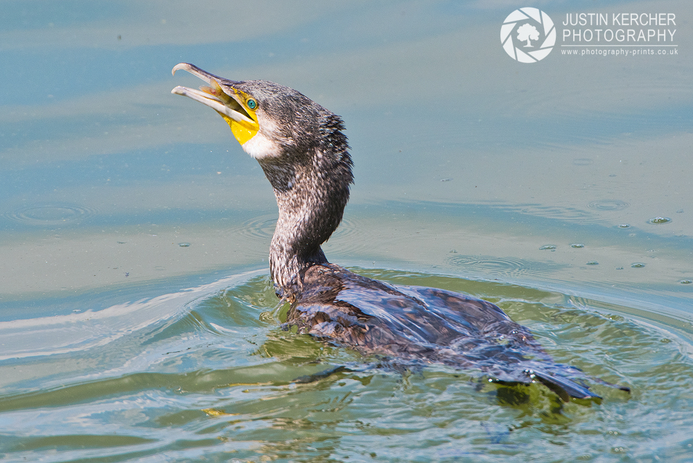 Cormorant Swallowing Fish