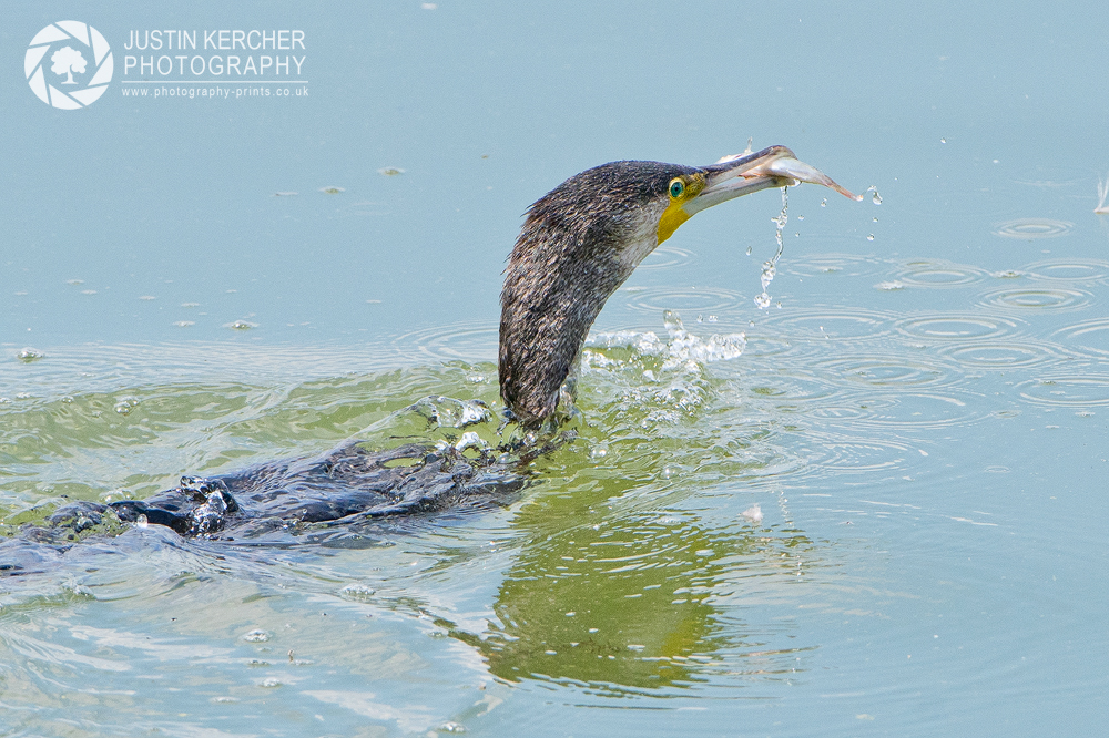 Cormorant Catching Fish