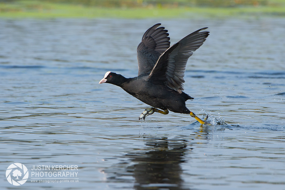 Coot Running on Water II