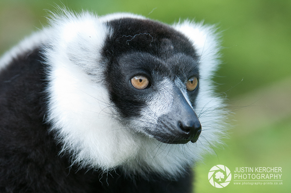Ringtailer Lemur Portrait