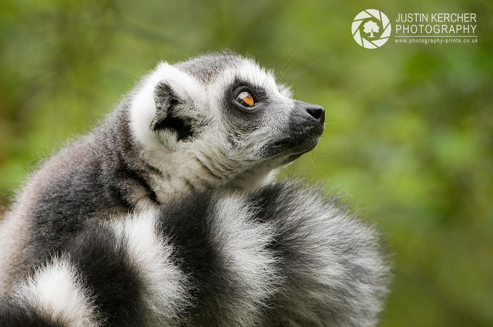 Ringtailer Lemur Portrait II