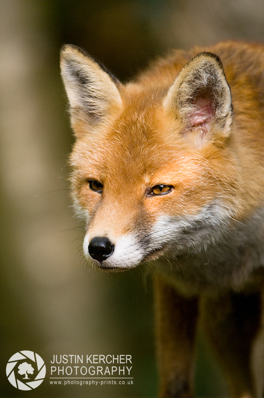 Red Fox Stalking