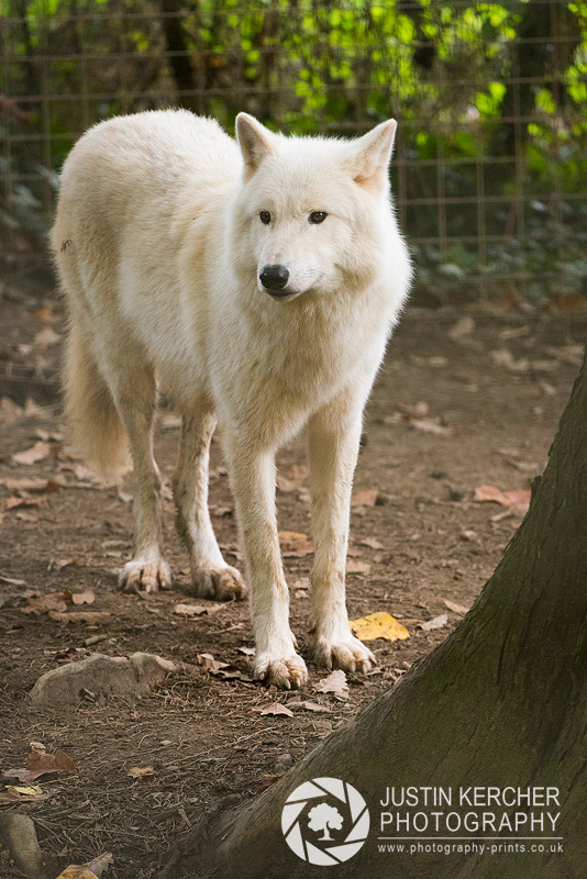 White Hudson Bay Wolf