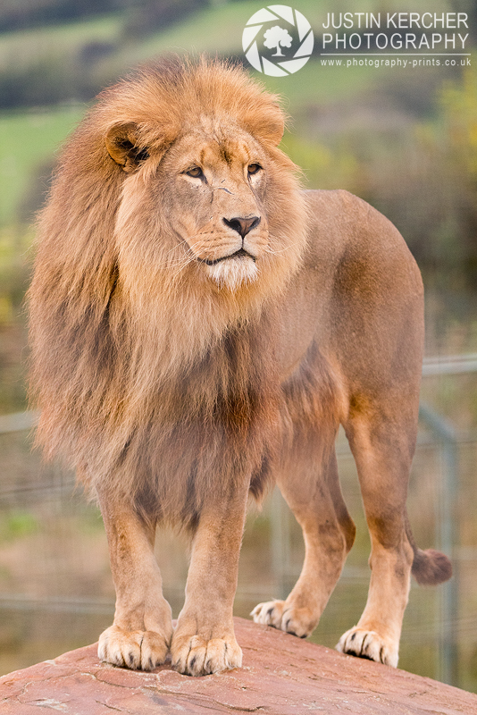 African Lion I