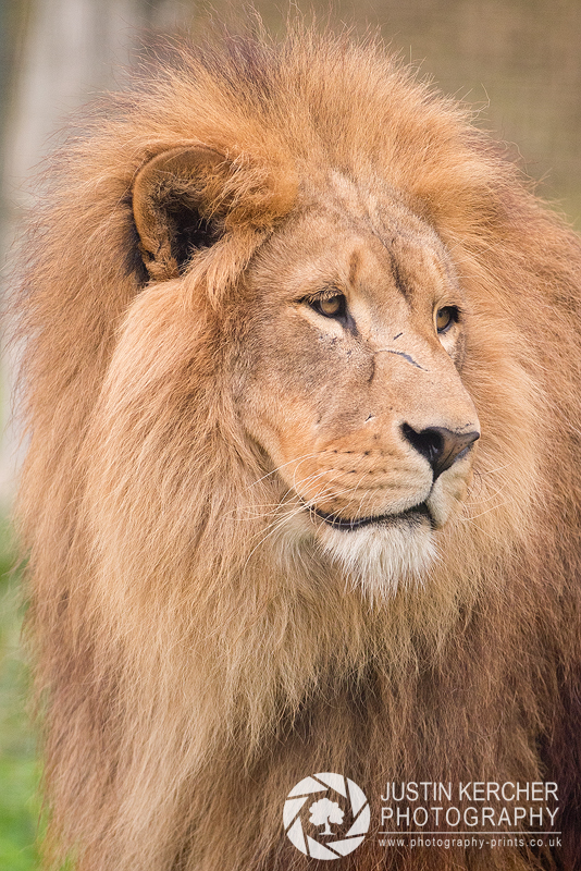 African Lion II