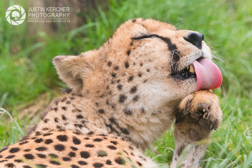 Cheetah Washing