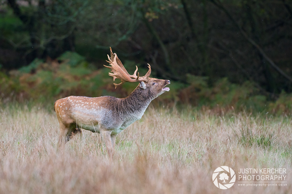 Barking Fallow Stag
