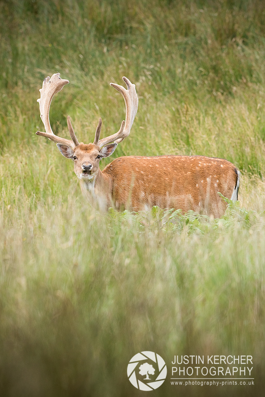 Fallow Stag Chewing