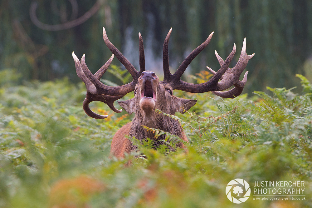 Barking Red Stag IV