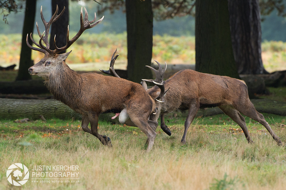 Rutting Stags 4/5