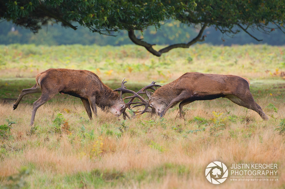 Rutting Stags 2/5