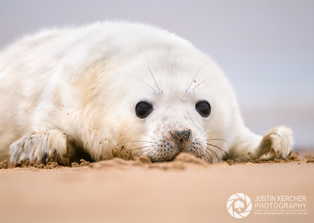 Seal Pup Portrait