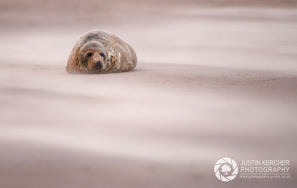 Seal in a Sand Storm