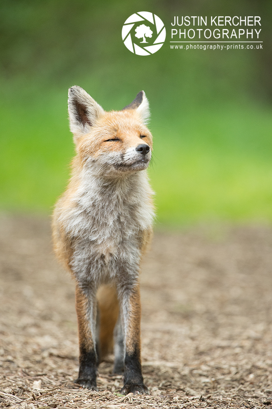 Basking Fox I