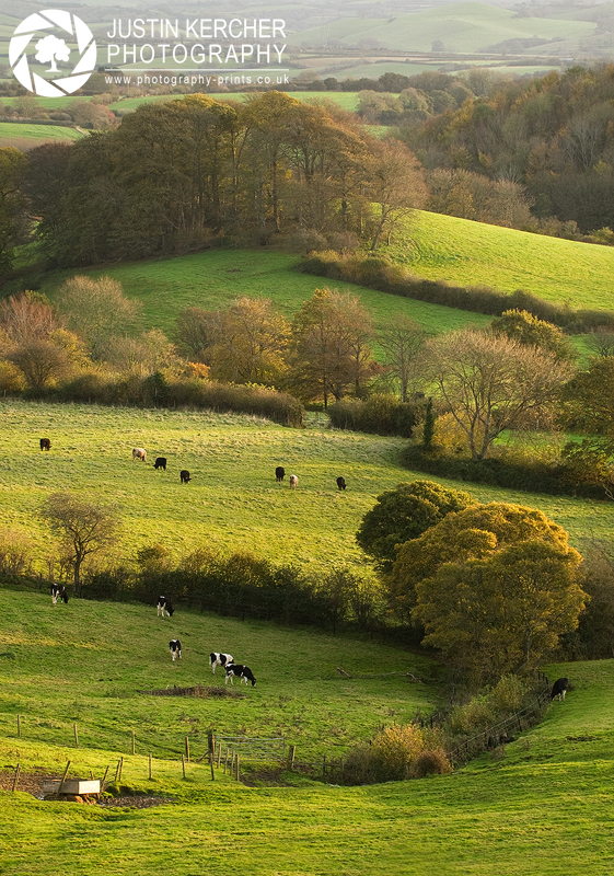 Rural Dorset