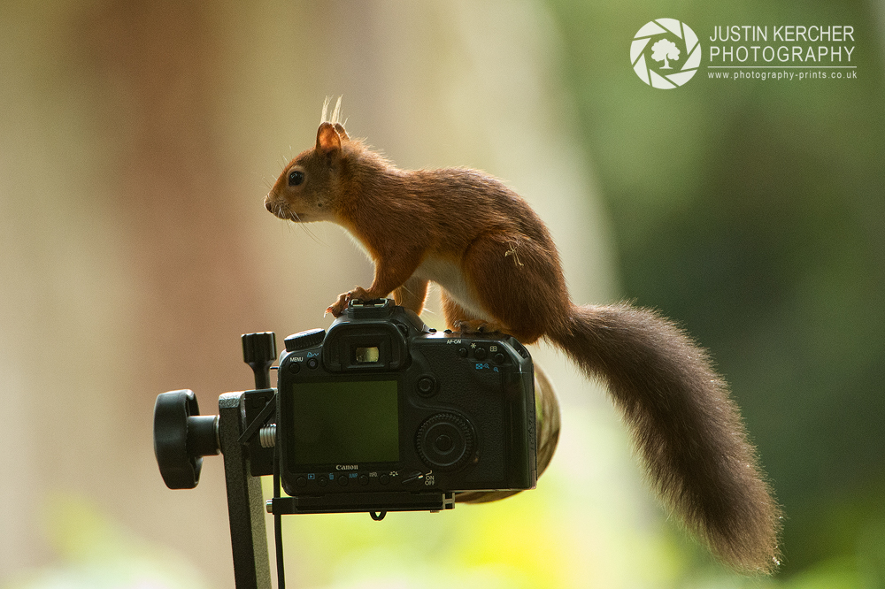 Red Squirrel Prefer Canon